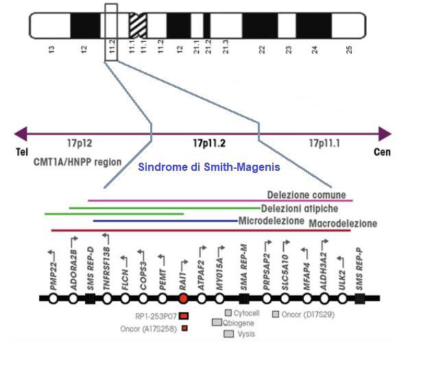 Smith-Magenis DNA